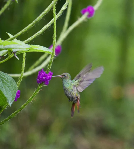 Praktische informatie Costa Rica - Reiskick