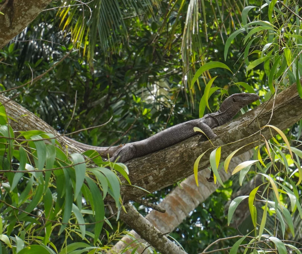 Dieren Sri Lanka - Reiskick