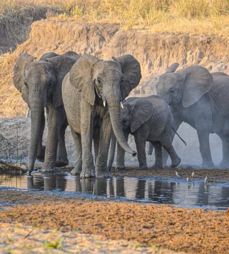 Groep olifanten bij rivier - Tarangire Reiskick