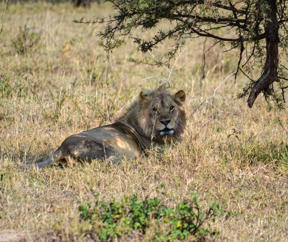 Leeuw Serengeti Noord  - Reiskick