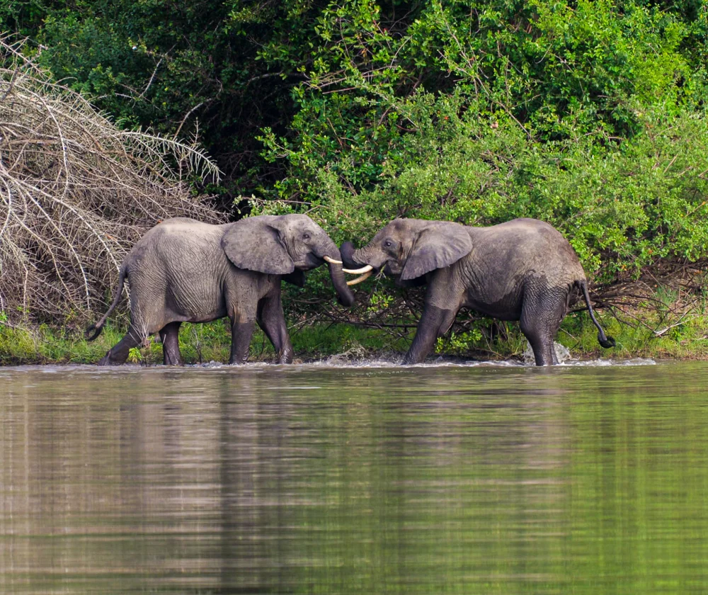 mannetjes olifanten in strijd - Safari Selous Tanzania