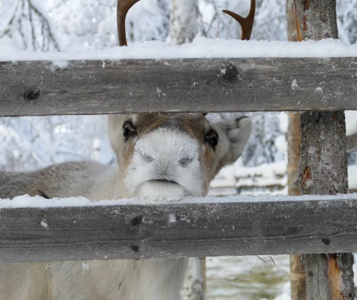 Kosten reis Lapland - Reiskick