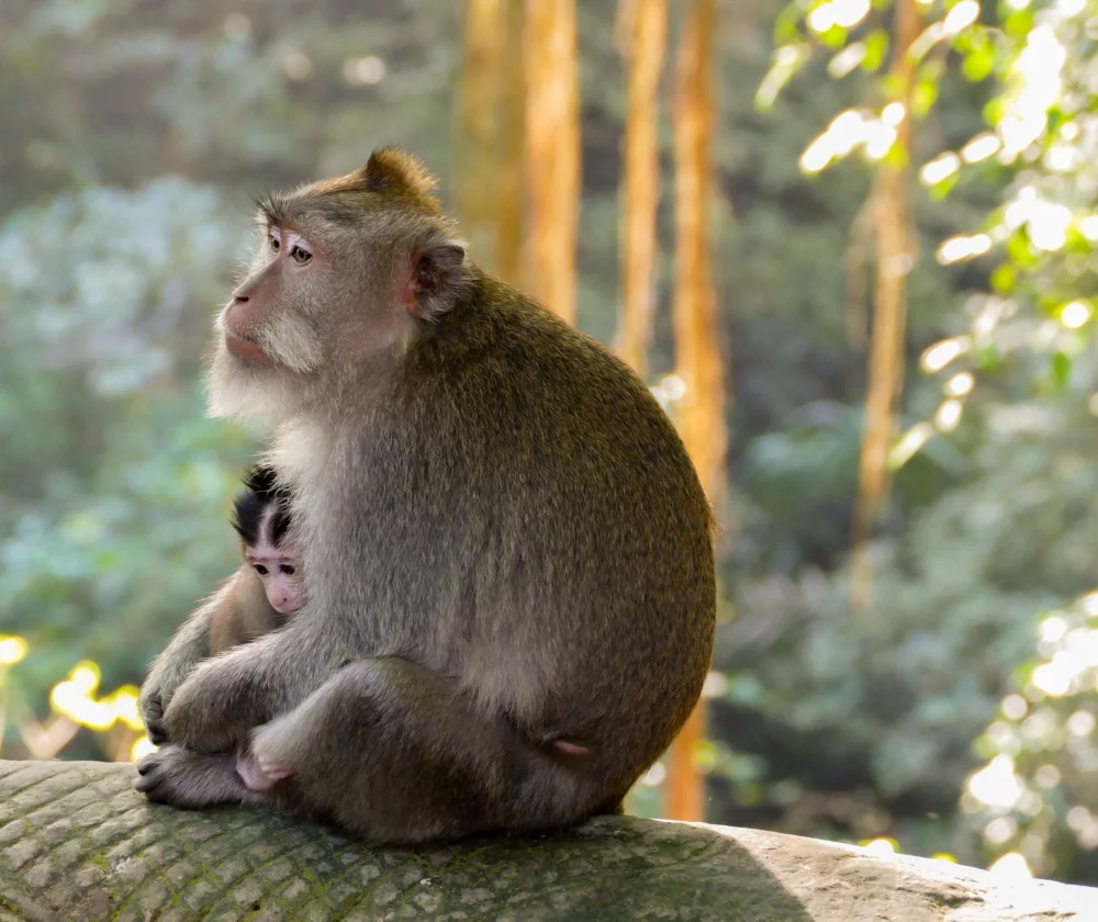 Reistips Ubud - Reiskick