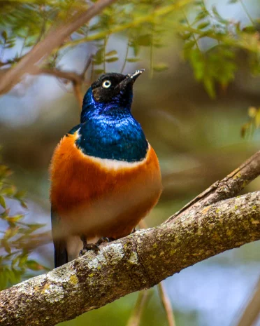Lake Eyasi, Tanzania: ontdek de Hadzabe en Datoga stammen