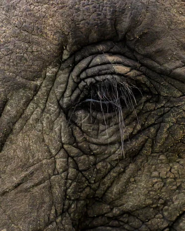 Doen & zien in Selous Game Reserve - Nyerere