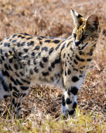 Ngorongoro krater in Tanzania