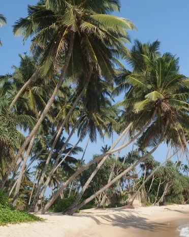 Wat te doen in het stadje Galle in Sri Lanka?