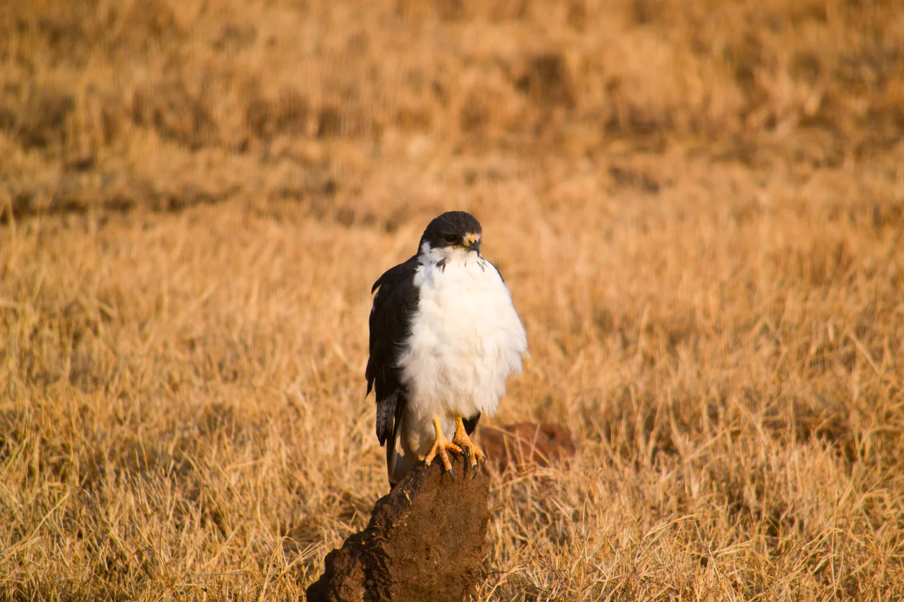 Augur Buzzard  Augurbuizerd(Ngorongoro krater,Tanzania) Reiskick