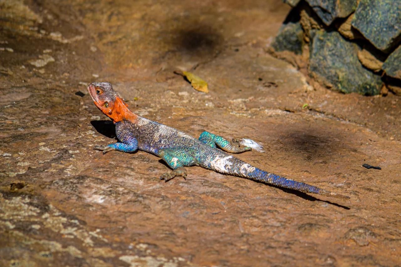 De kolonistenagame - kleurrijke hagedis Tarangire Reiskick