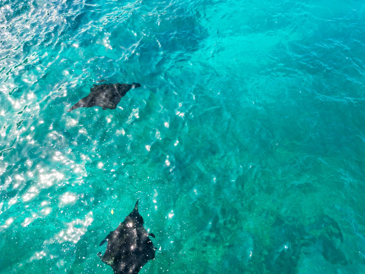 Manta roggen Nusa Penida - Reiskick