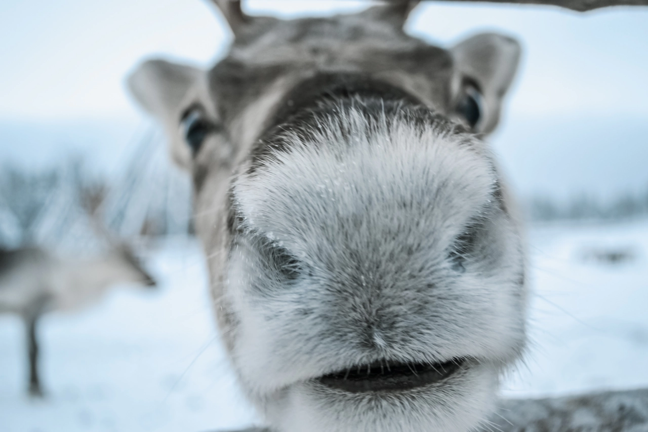 Neem reserve accu's mee naar Lapland - Reiskick