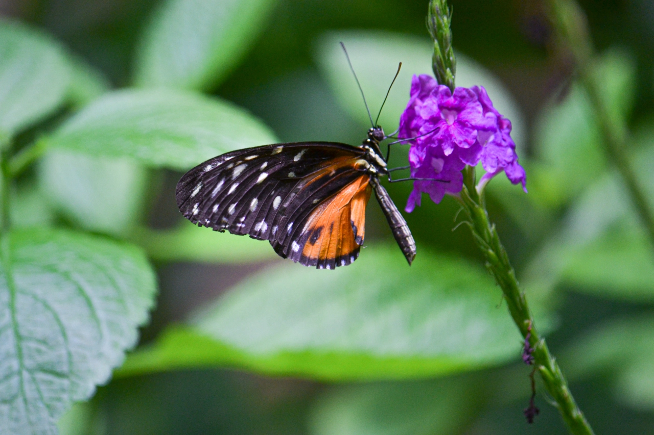 Vlindertuin Costa Rica - Reiskick