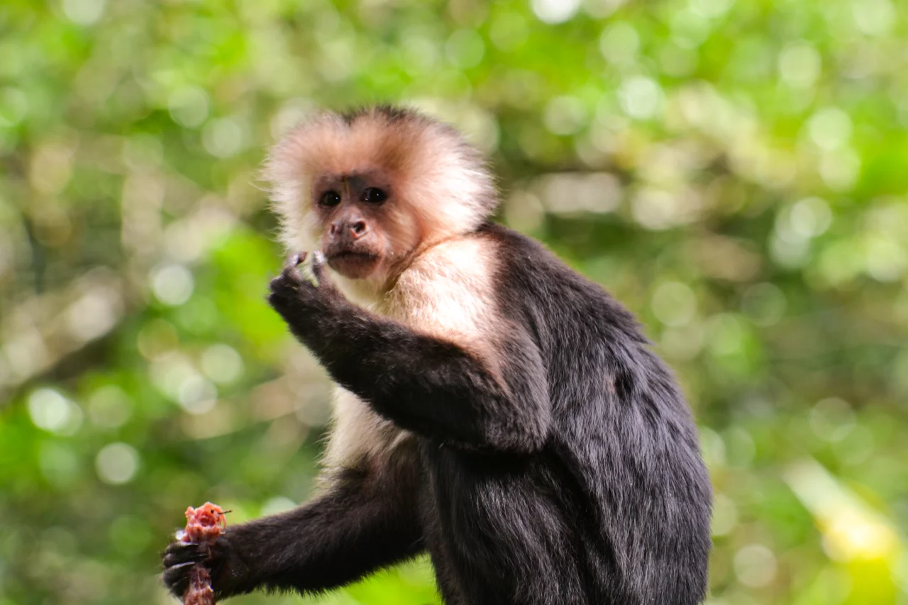 San Jose in Costa Rica - Reiskick