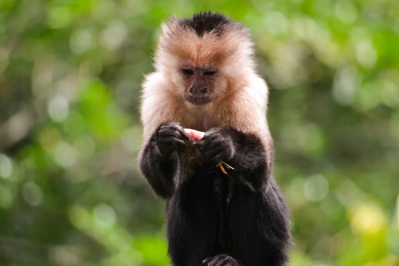 Apen in Costa Rica - Reiskick