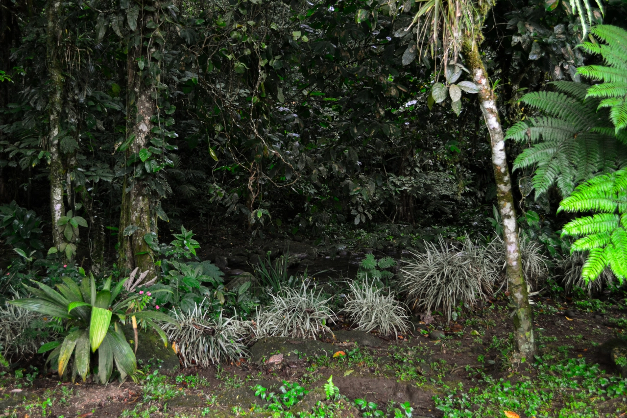 Tips voor Tortuguero in Costa Rica - Reiskick