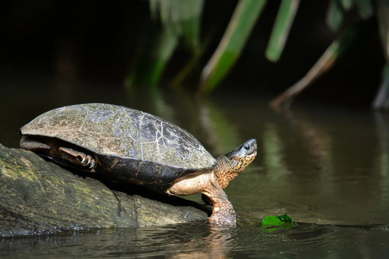 Wat te doen in Tortuguero?