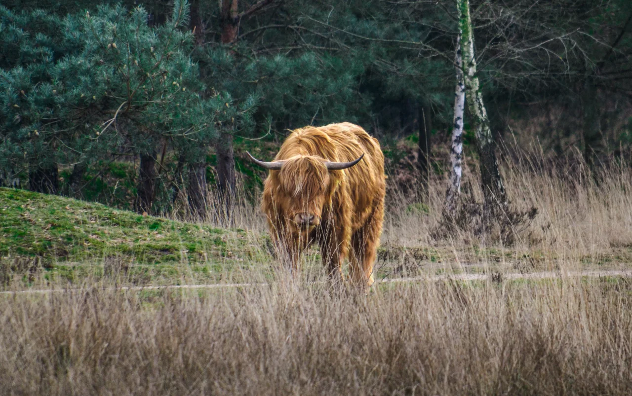 Bescherm je rugzak - Reiskick