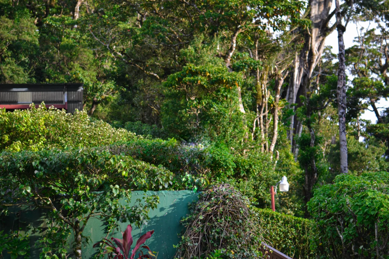 Nevelwoud Costa Rica - Reiskick