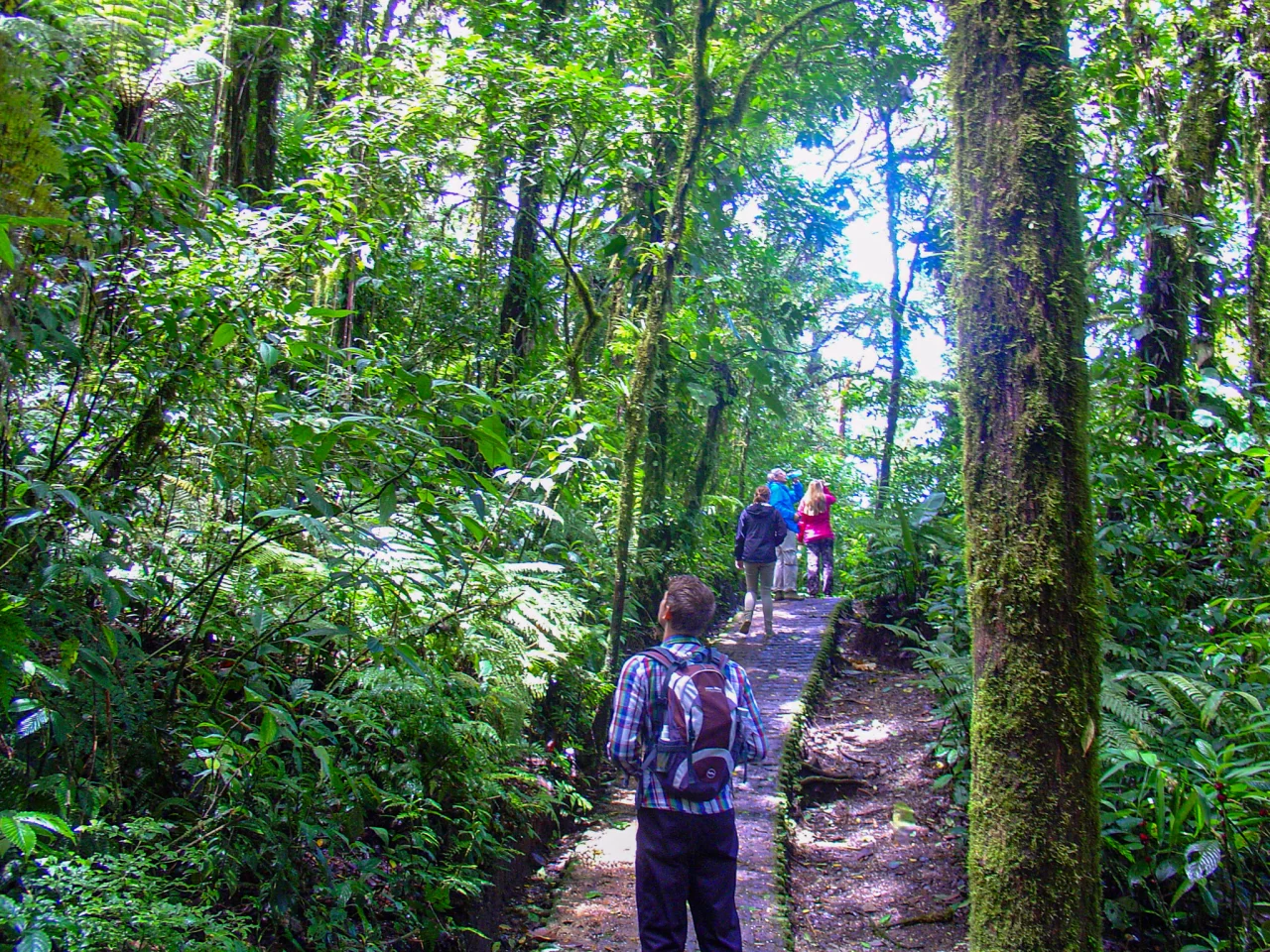 Nevelwoud Monteverde Costa Rica - Reiskick