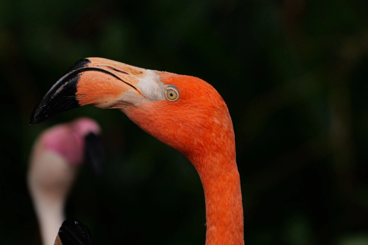 Flamingo Funchal Madeira - Reiskick