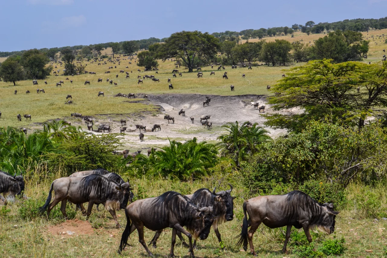 Gnoe's en zebra's tijdens de migratie - Reiskick Serengeti Noord