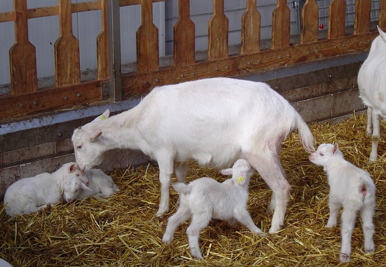 Geitenboerderij Ouddorp - Reiskick
