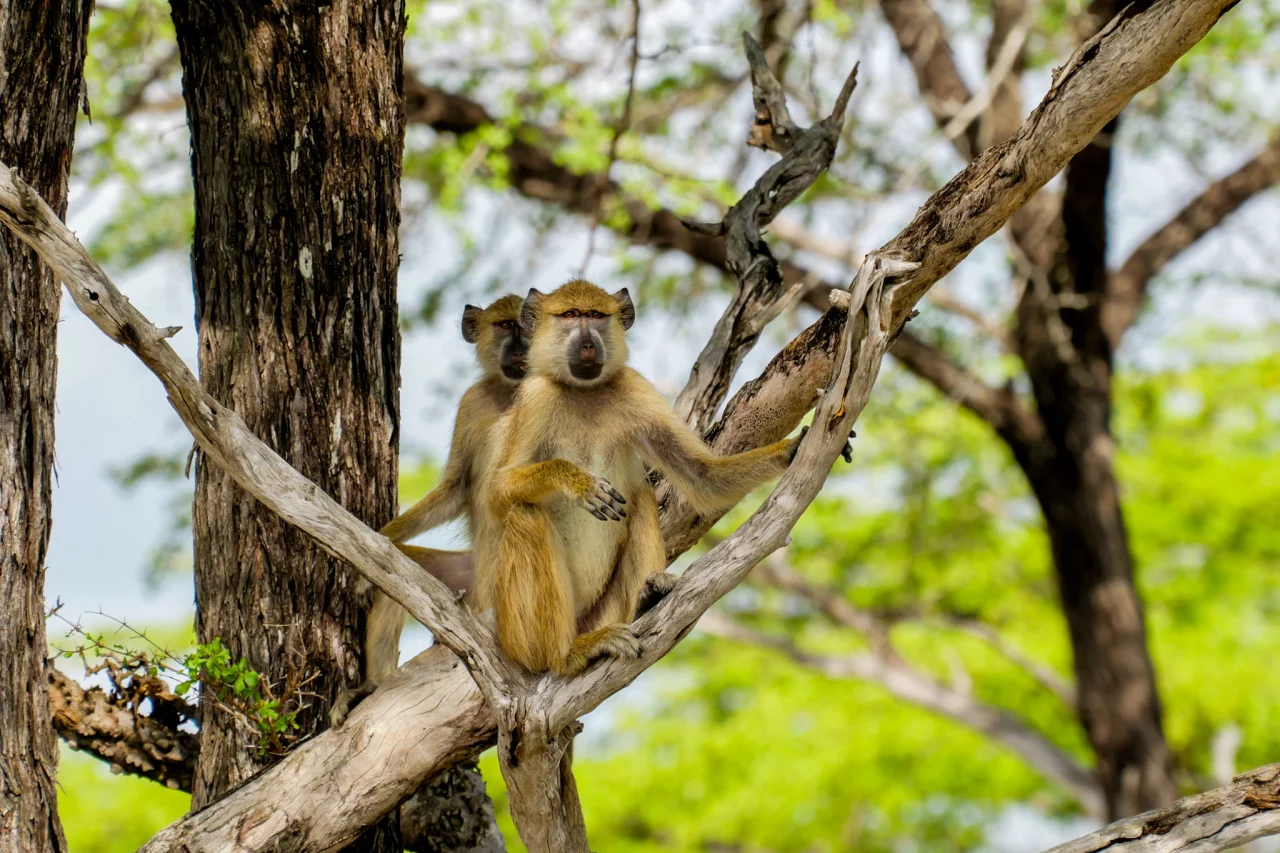 Groene baviaan - Safari Selous Tanzania Reiskick