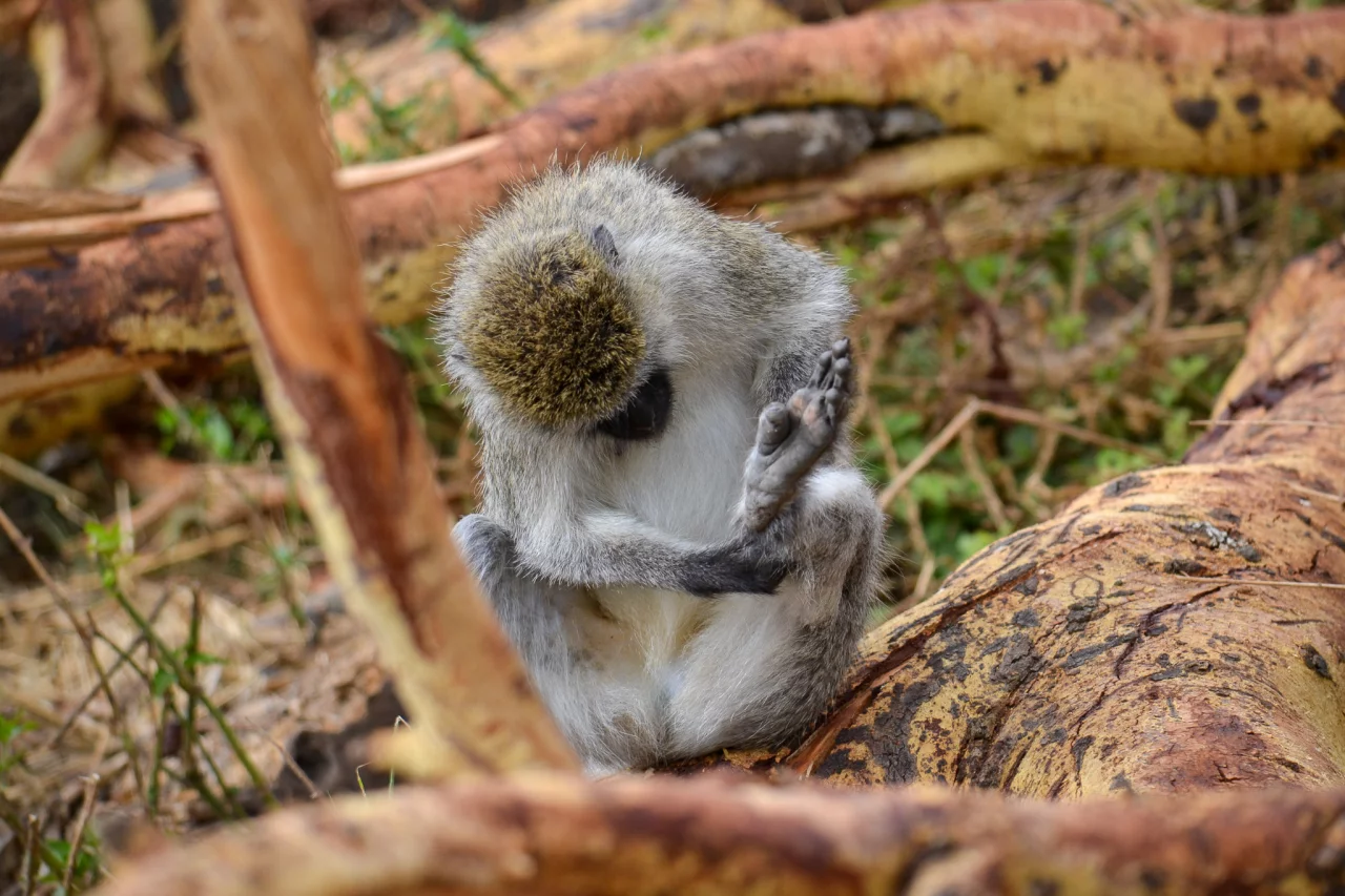 Groene meerkat - Ngorongoro krater Reiskick