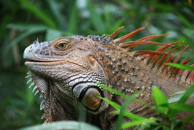 Leguaan in Costa Rica