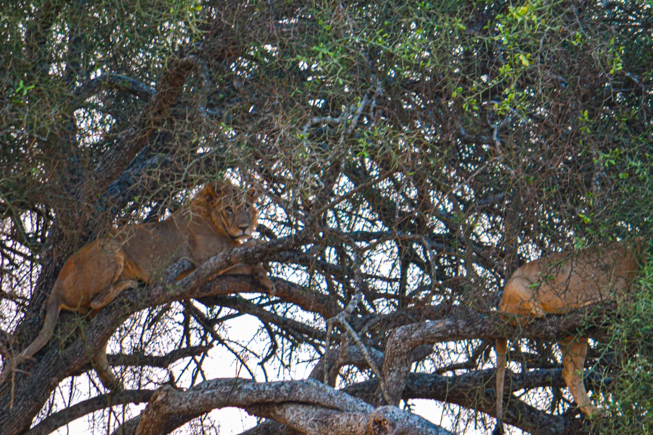 Leeuwen in de boom - Tarangire Tanzania Reiskick