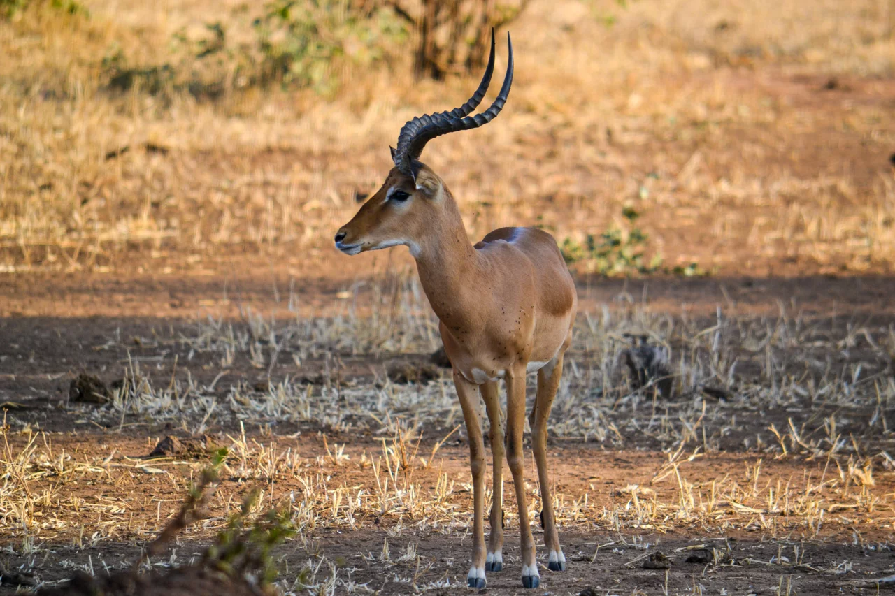 Mannetjes Gazelle - Tarangire Reiskick
