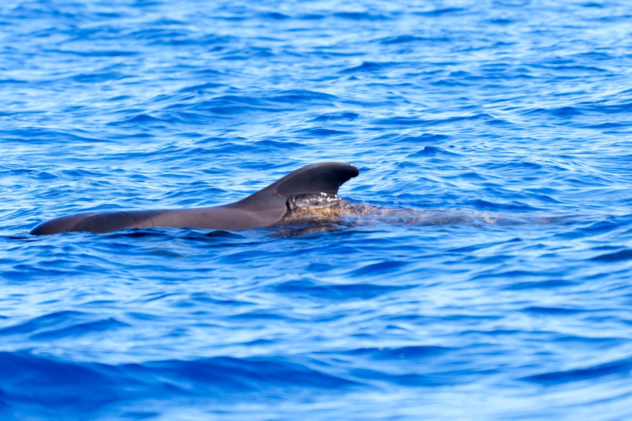 Dolfijnen en walvissentocht Funchal Madeira - Reiskick