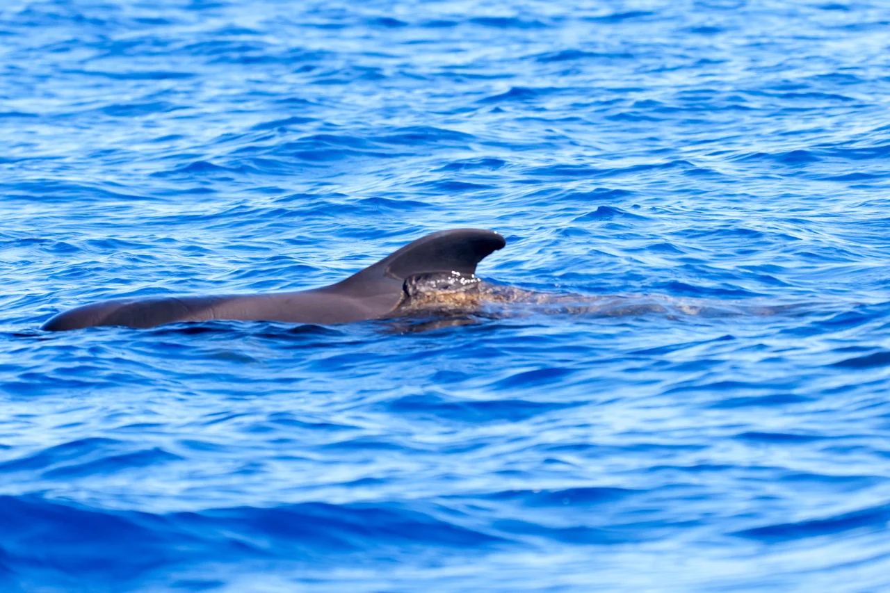Dolfijnen en Walvissentocht Madeira Funchal - Reiskick