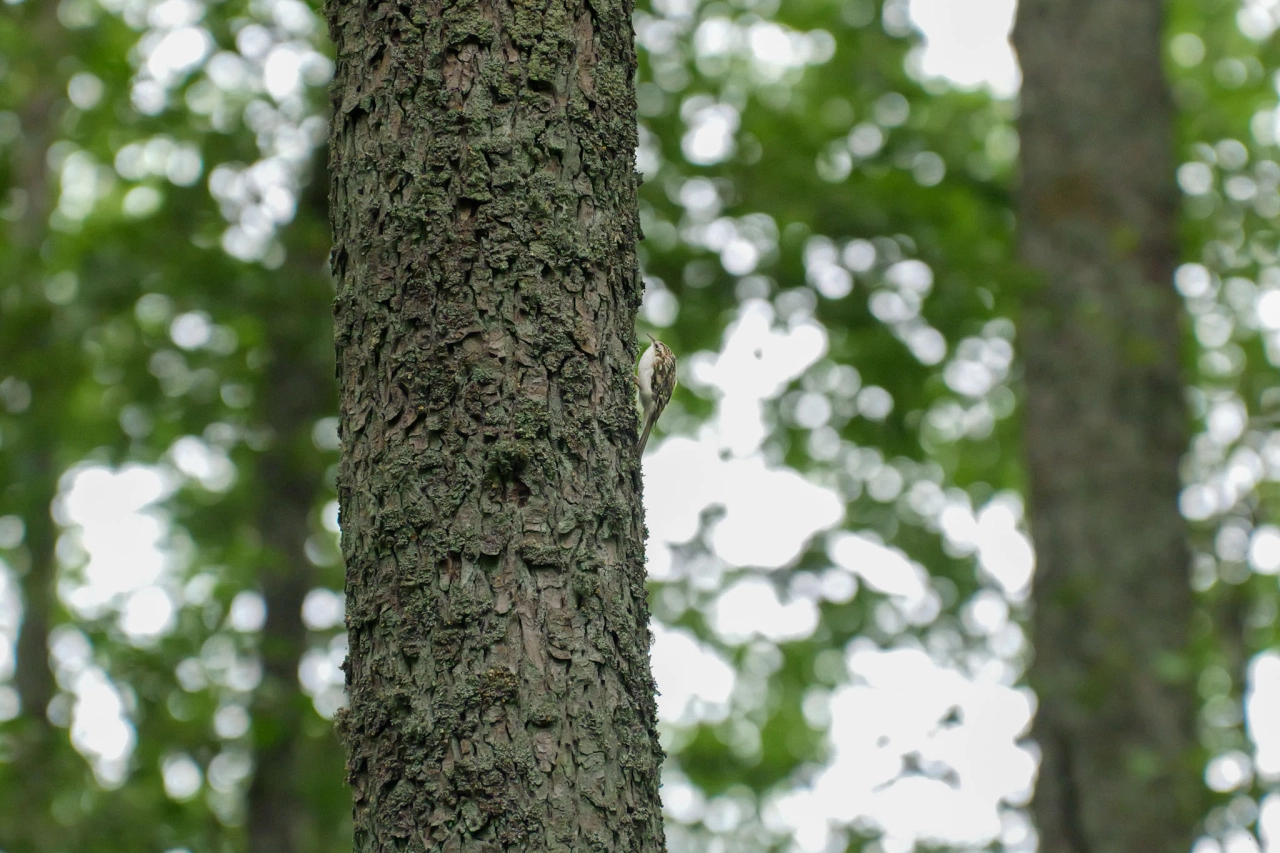 Vogel bij Nordic Woods Zweden - Reiskick