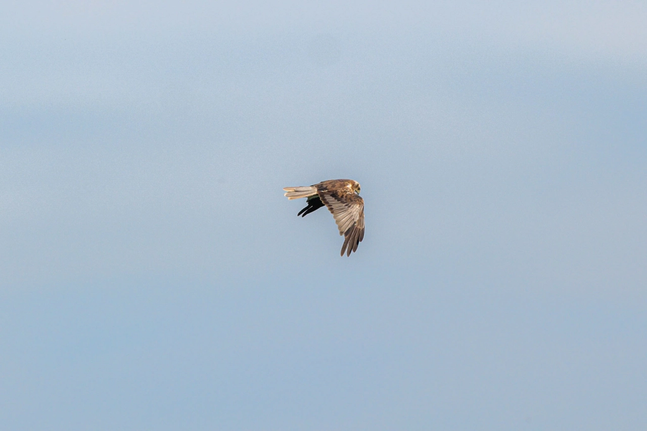 Oland Zweden Natuurreservaat Ottenby - Reiskick