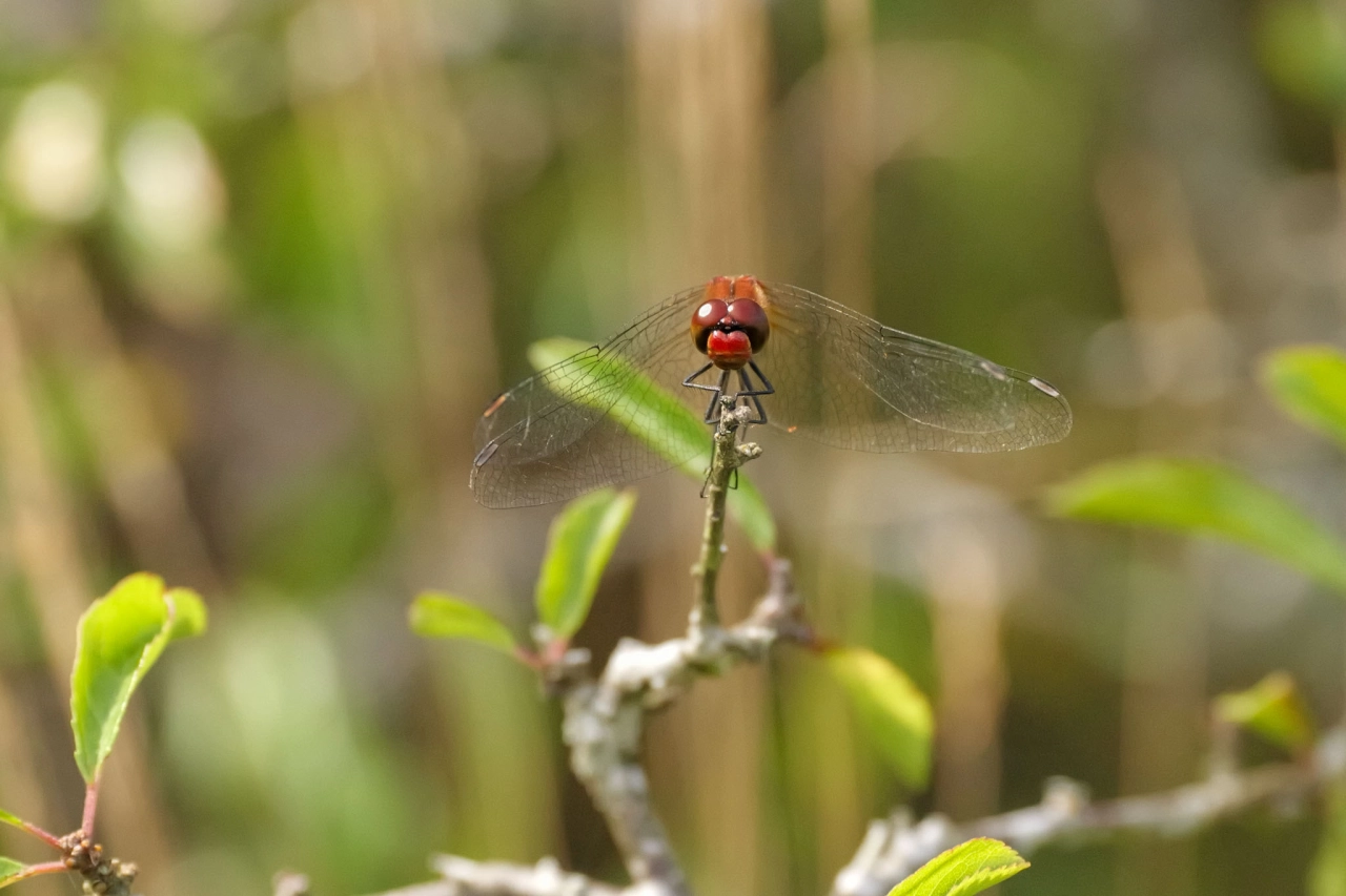 Mockelmossen Zweden Oland - Reiskick