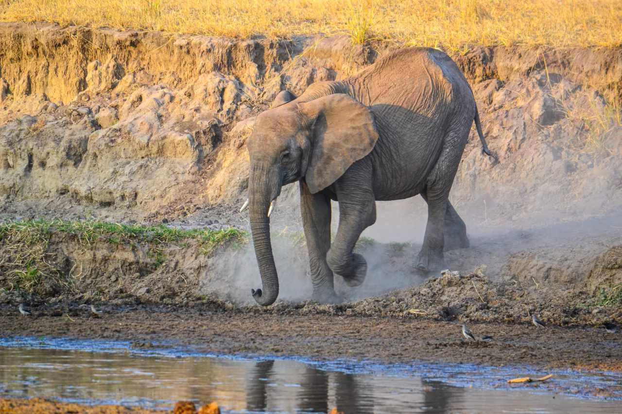 Olifant bij water Tarangire - Reiskick