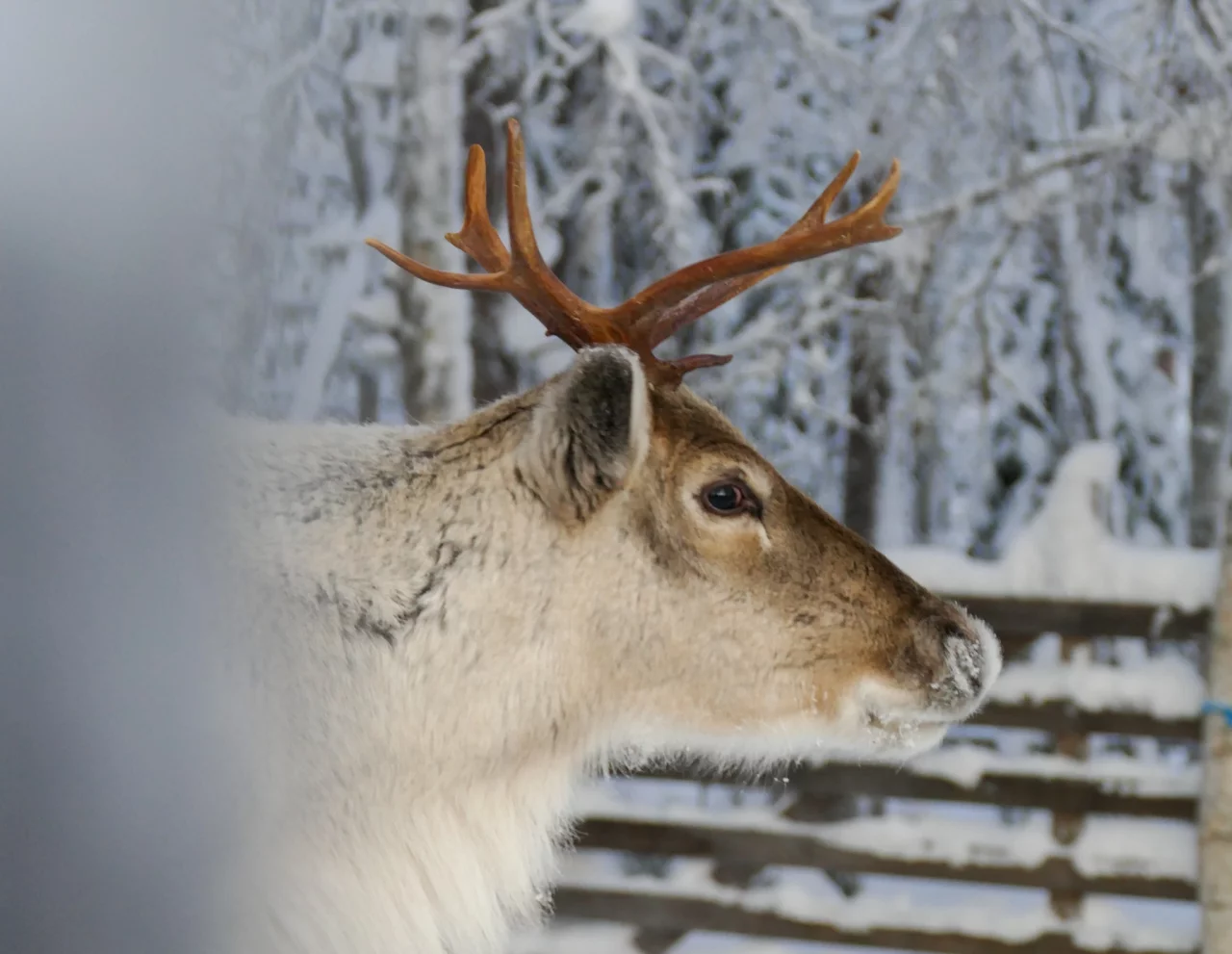 Kosten Lapland - Reiskick