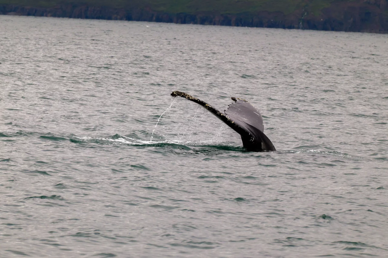 Walvistour vanuit Akureyri - Reiskick