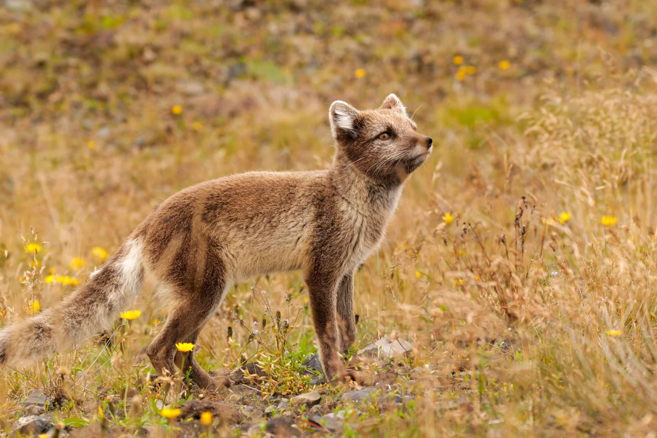 Poolvos Lumix S5 - Reiskick