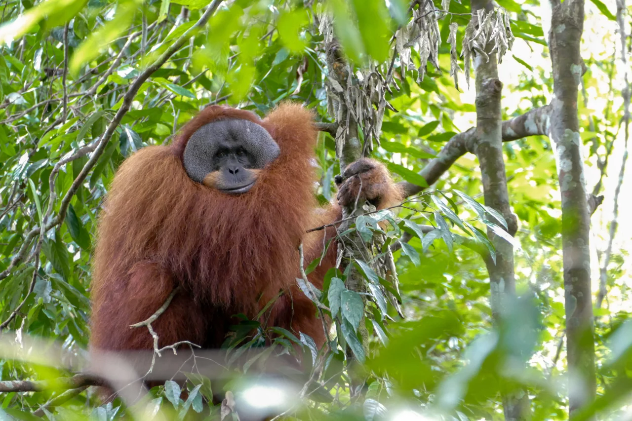 Orang Oetang Indonesië rondreis - Reiskick