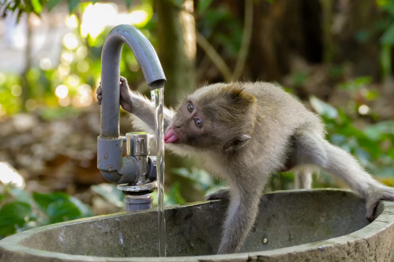 Drinkende aap - Reiskick