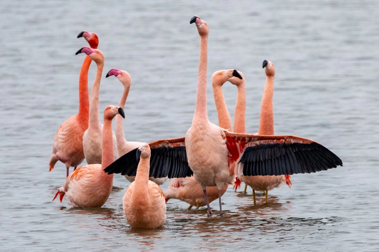 Spot de flamingo's bij Battenoord - Reiskick