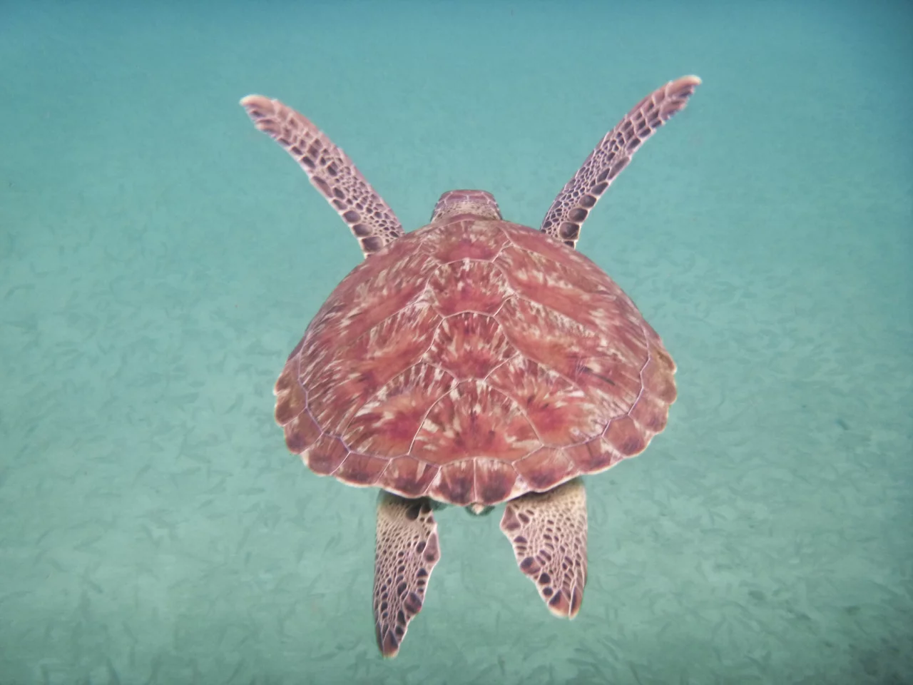 Schildpad Playa grandi - Reiskick