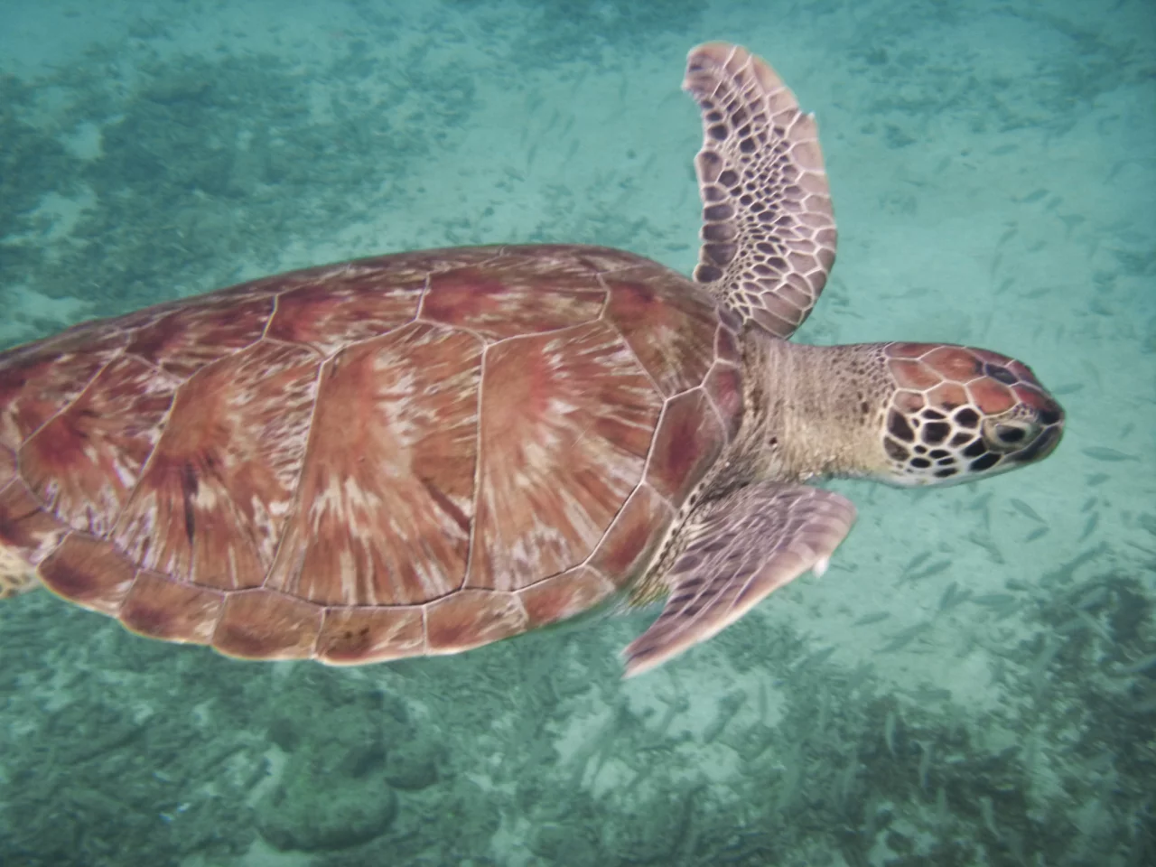 Schildpad Curacao - Reiskick