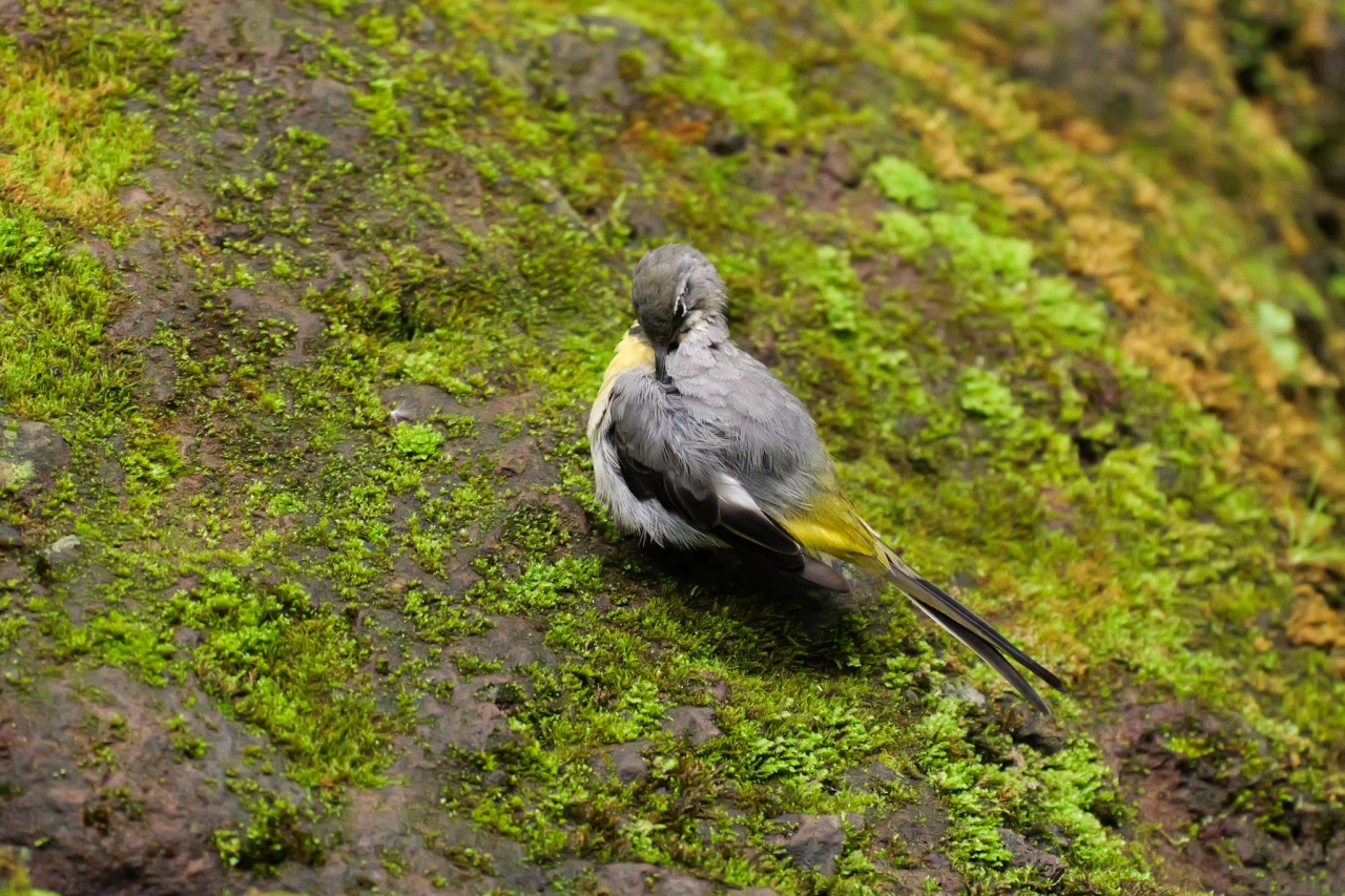 Vogel PR9 Levada Verda Madeira - Reiskick
