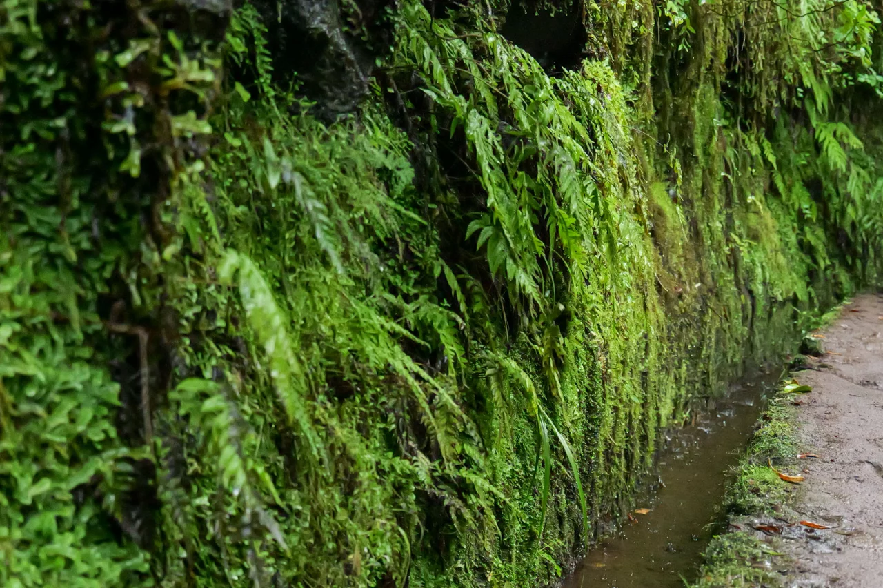 PR9 Levada Verda Madeira - Reiskick
