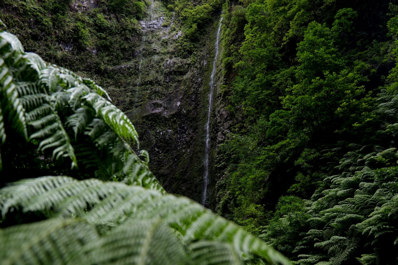 PR9 Levada Verda Madeira - Reiskick