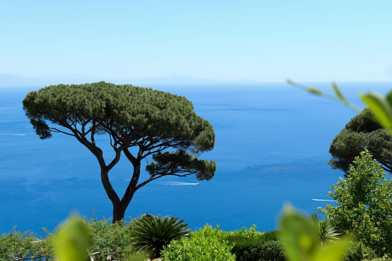 Bekende boom Ravello - Reiskick