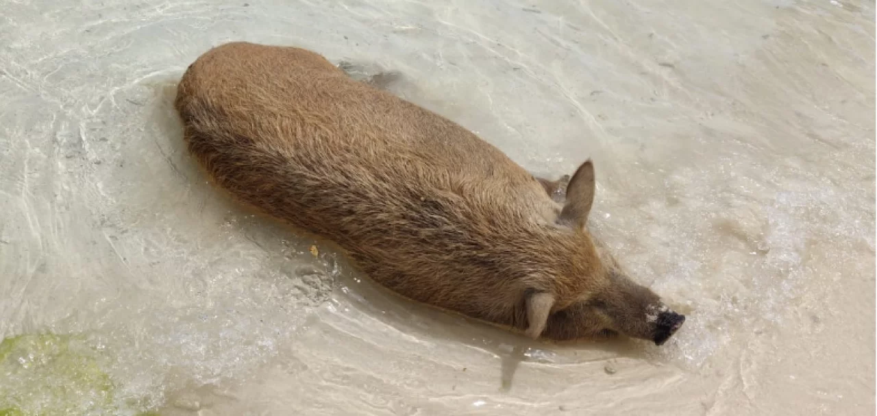 Reiskick curacao Playa porto mari